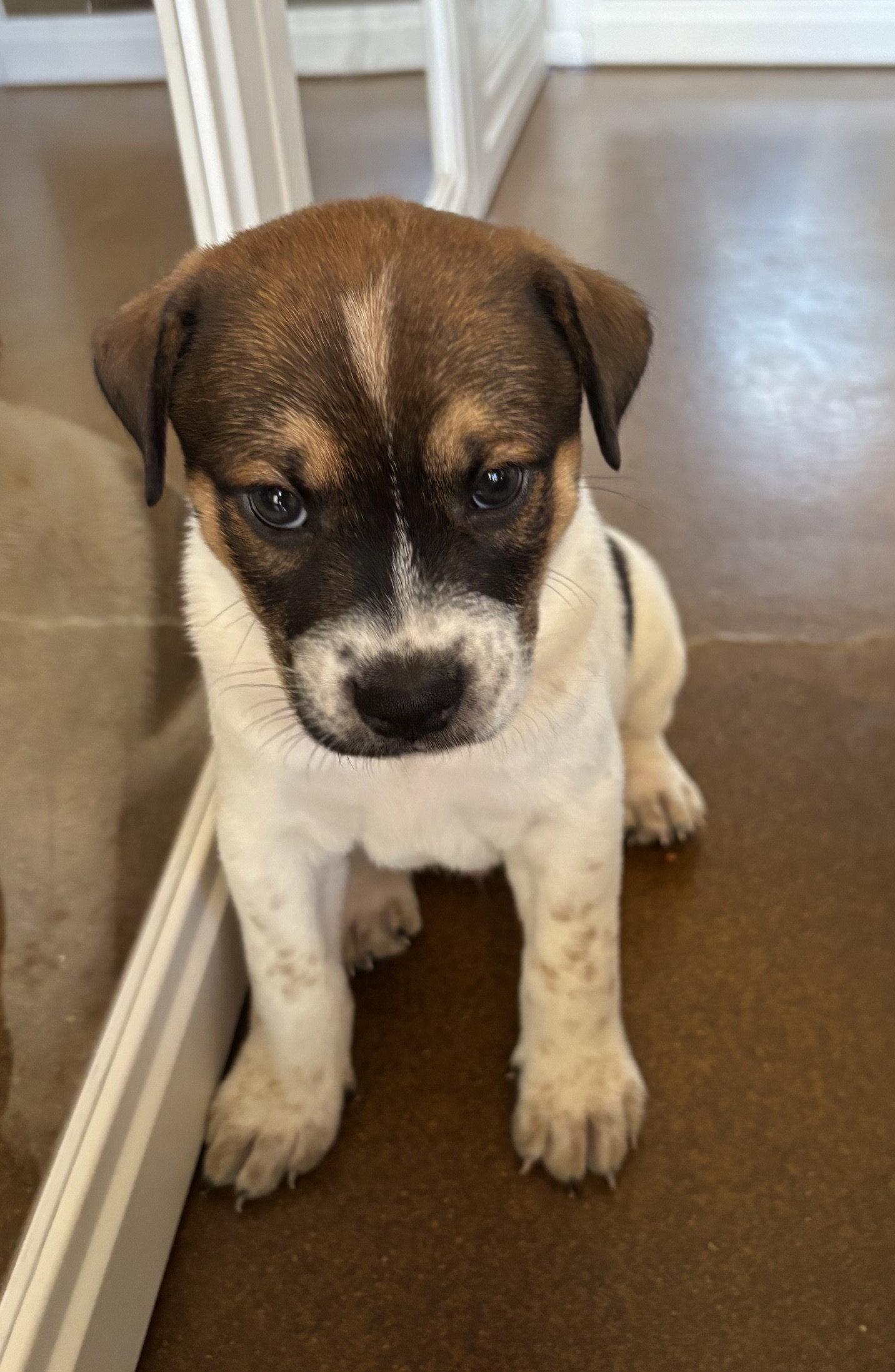 Enlarge Rowan, a Adoptable mixed breed in Glendale, AZ image 1/3