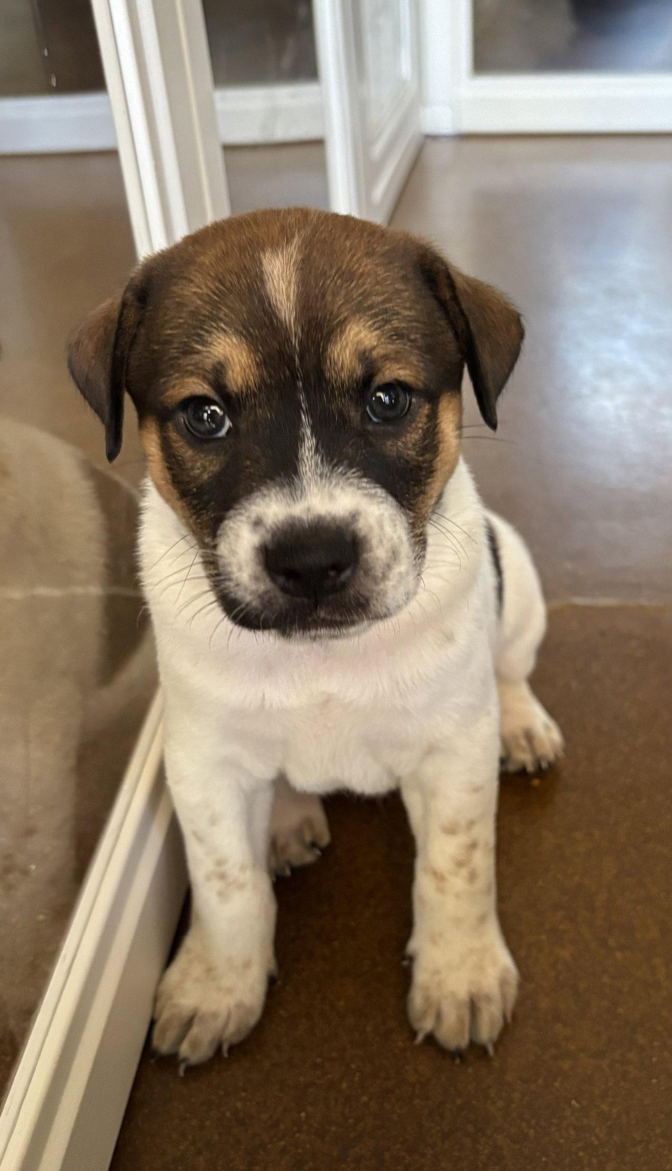 Enlarge Rowan, a Adoptable mixed breed in Glendale, AZ image 2/3