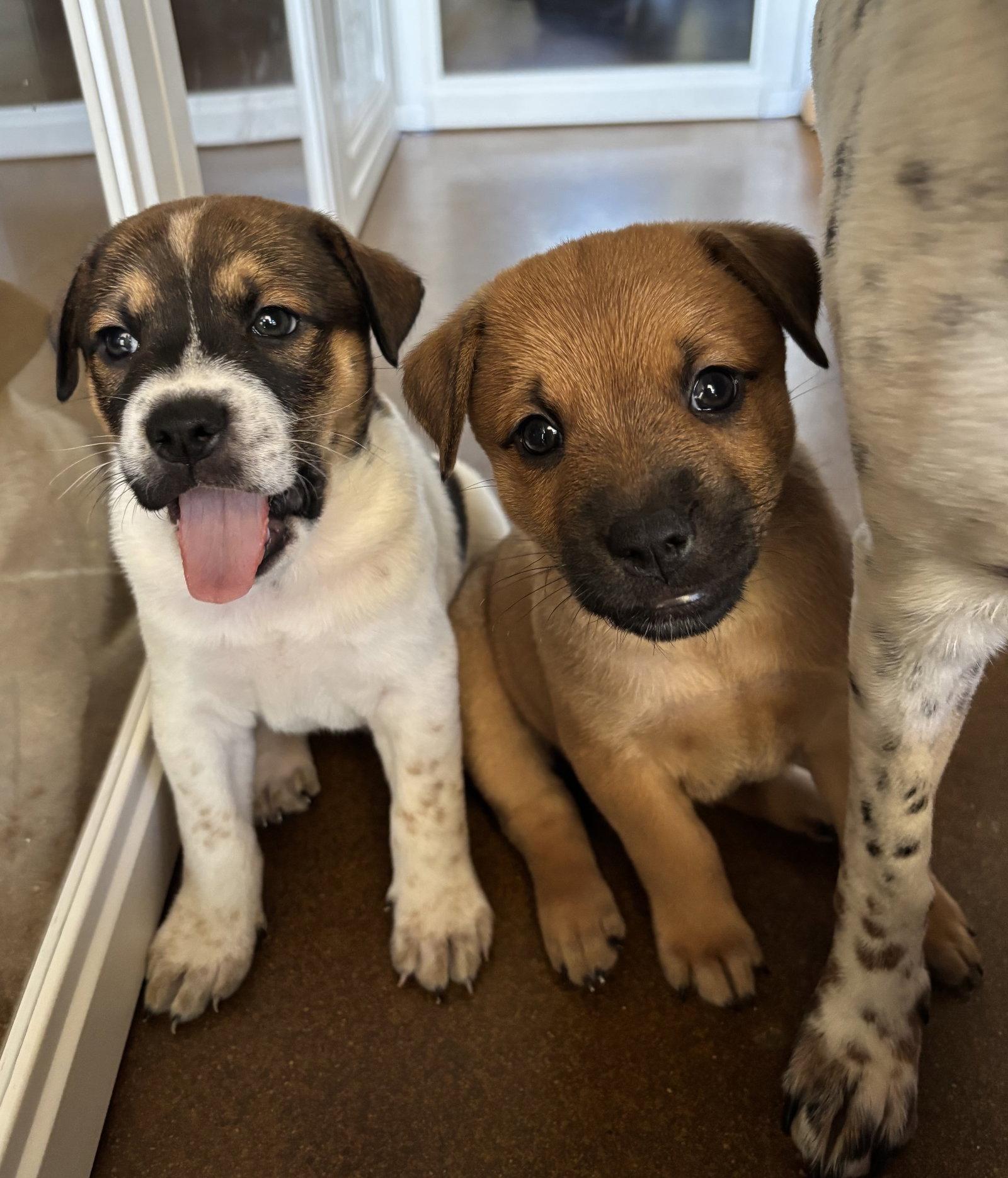 Enlarge Rowan, a Adoptable mixed breed in Glendale, AZ image 3/3