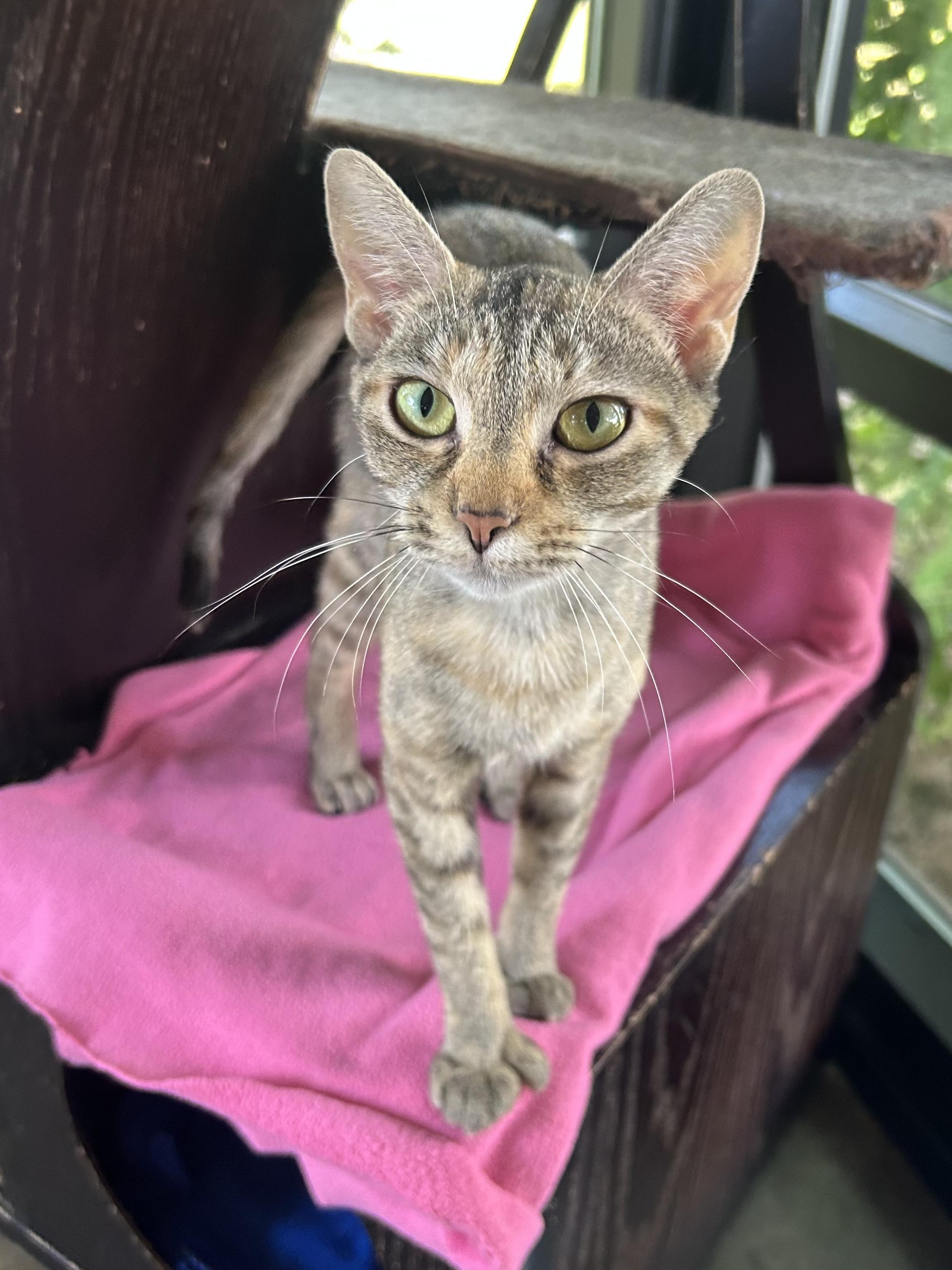 Enlarge Mila, a Adoptable mixed breed in Battle Creek, MI image 2/4