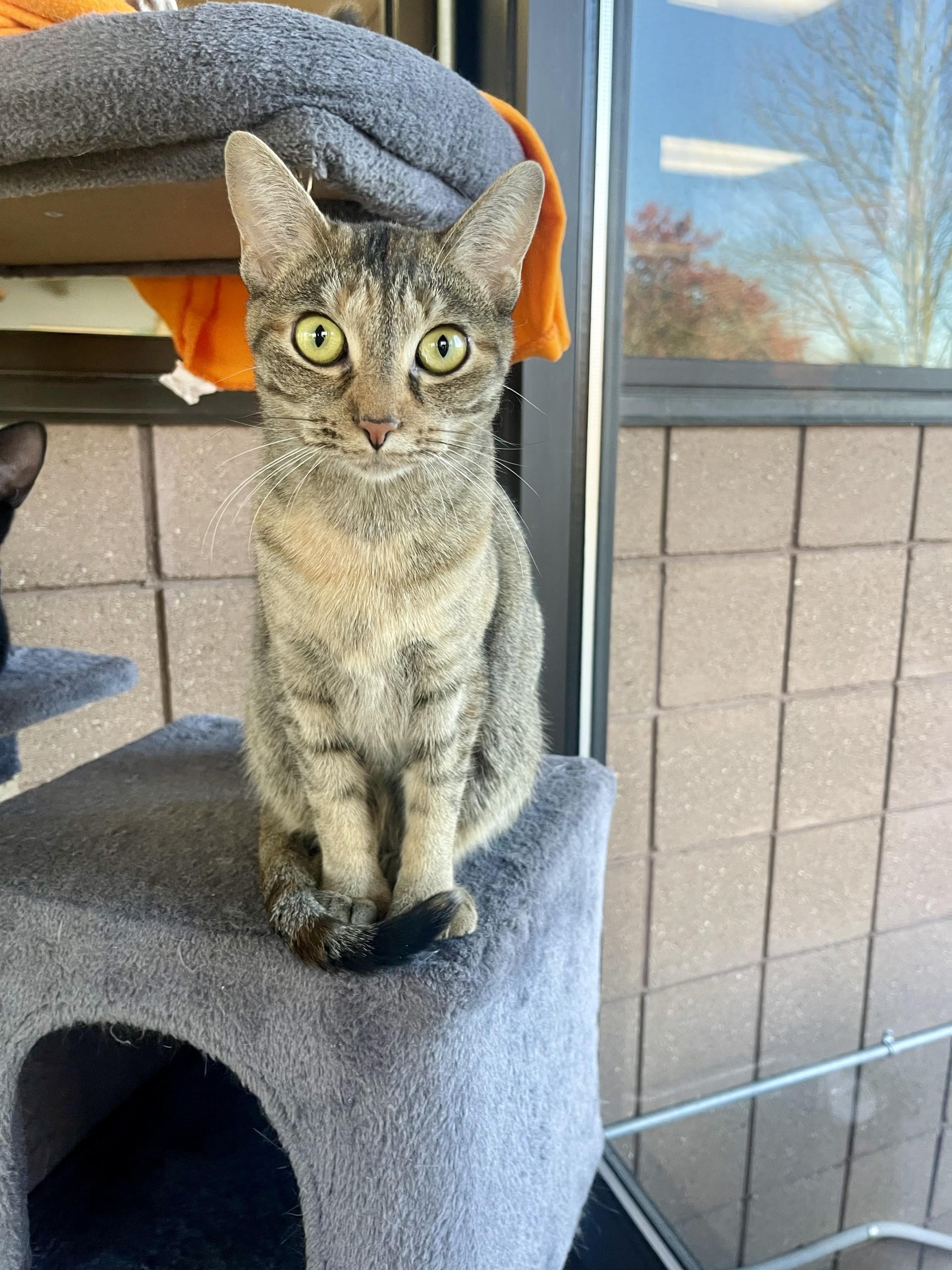 Mila, Adoptable, Adult Female Domestic Short Hair.