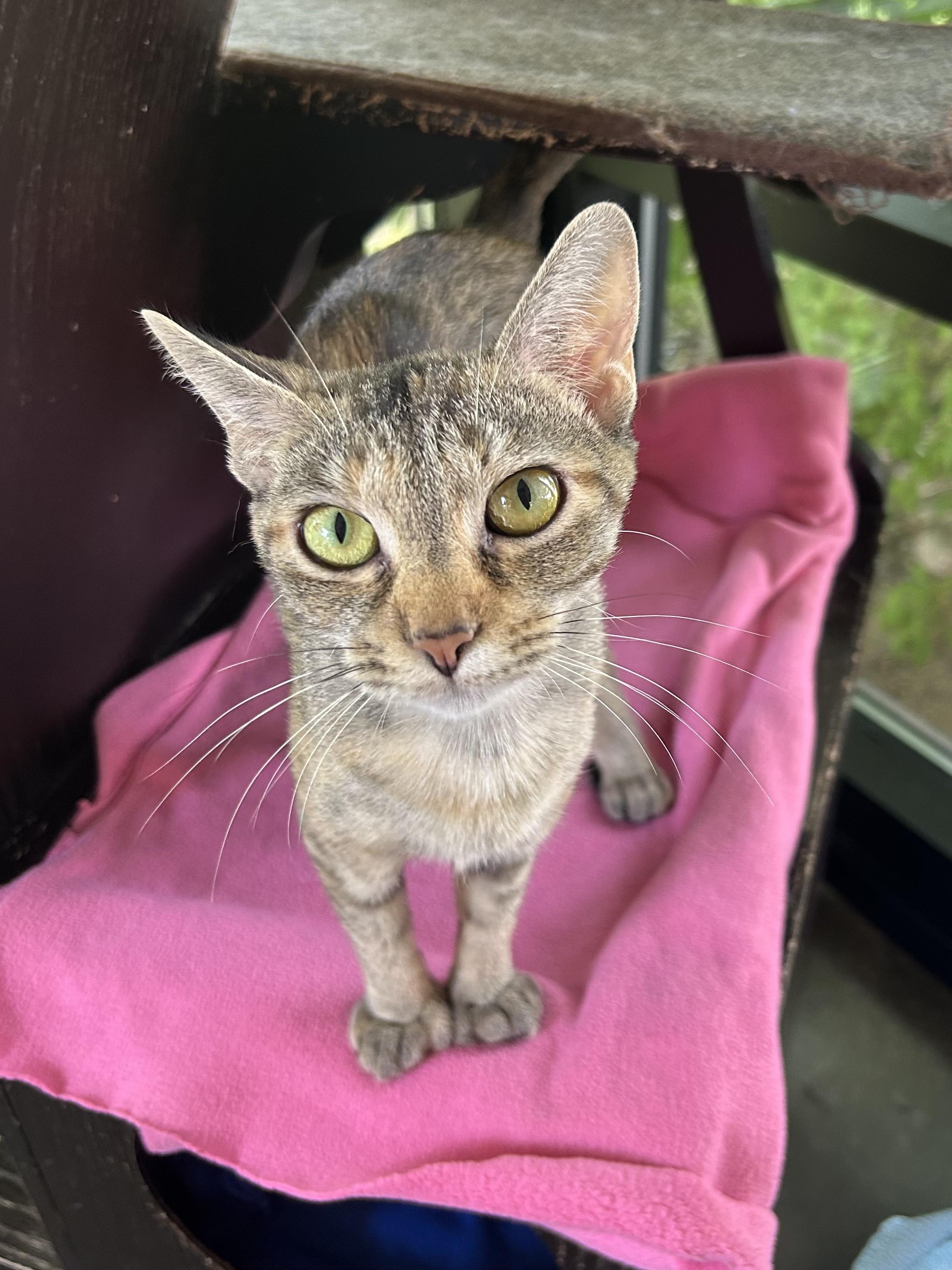 Enlarge Mila, a Adoptable mixed breed in Battle Creek, MI image 3/4