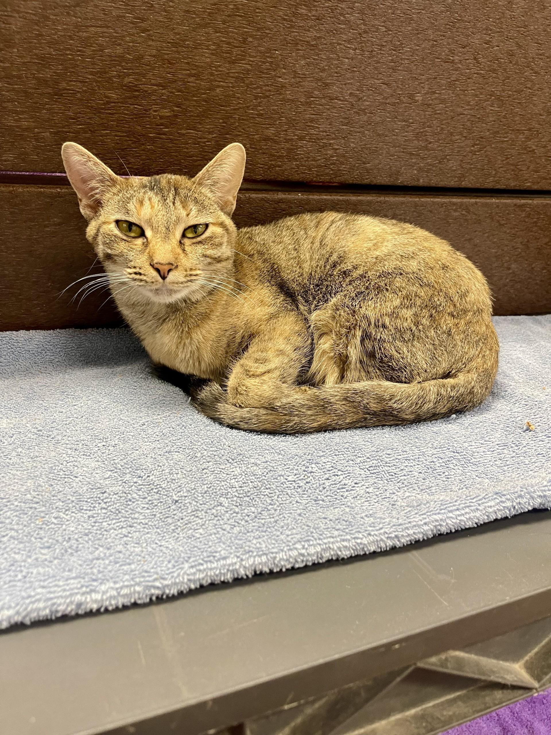 Enlarge Mila, a Adoptable mixed breed in Battle Creek, MI image 4/4