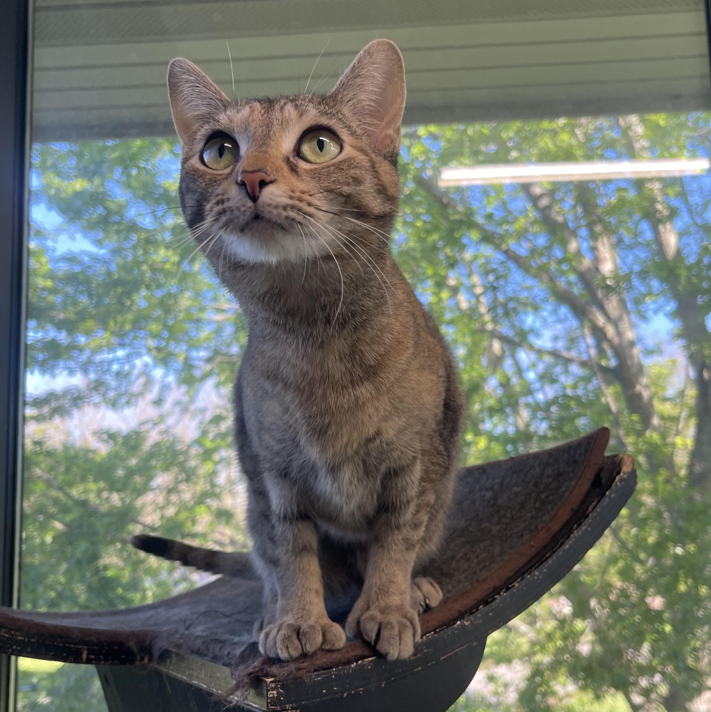 Enlarge Mila, a Adoptable mixed breed in Battle Creek, MI image 5/5