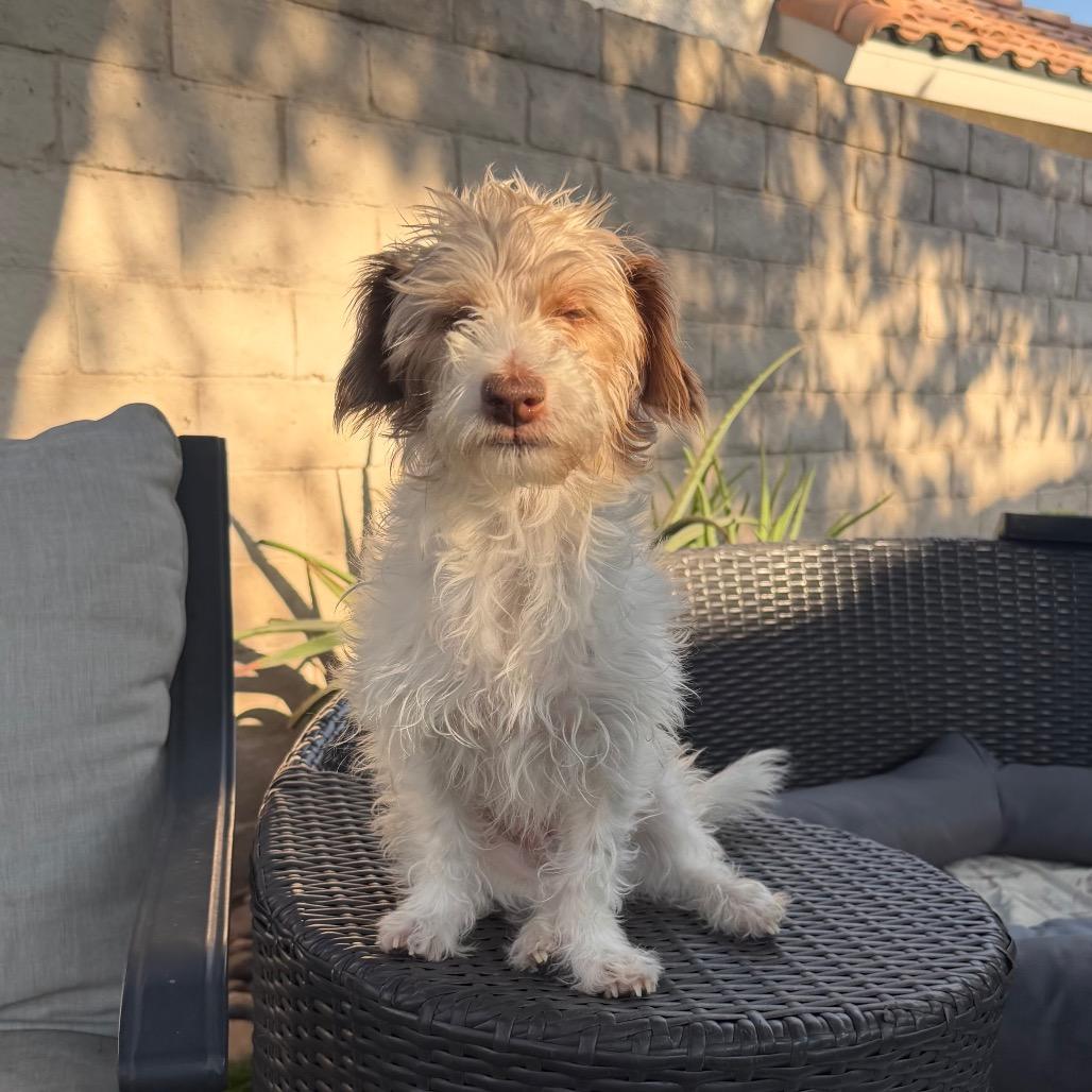 Enlarge May, a Adoptable mixed breed in Las Vegas, NV image 1/3