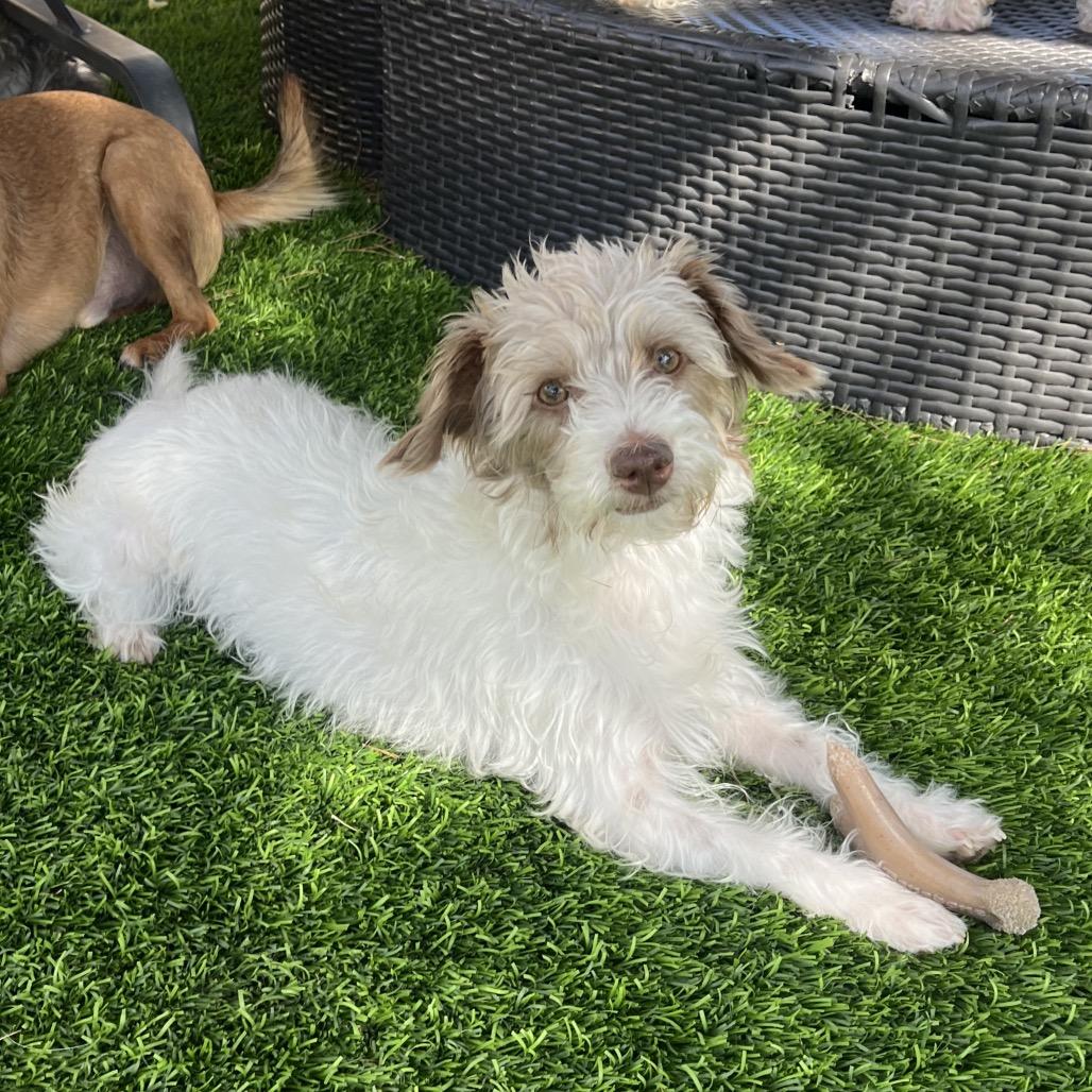 Enlarge May, a Adoptable mixed breed in Las Vegas, NV image 2/3