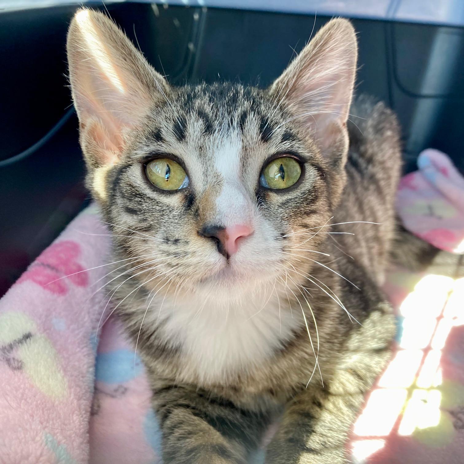 Little Miss, Adopted, Young Female Domestic Short Hair.