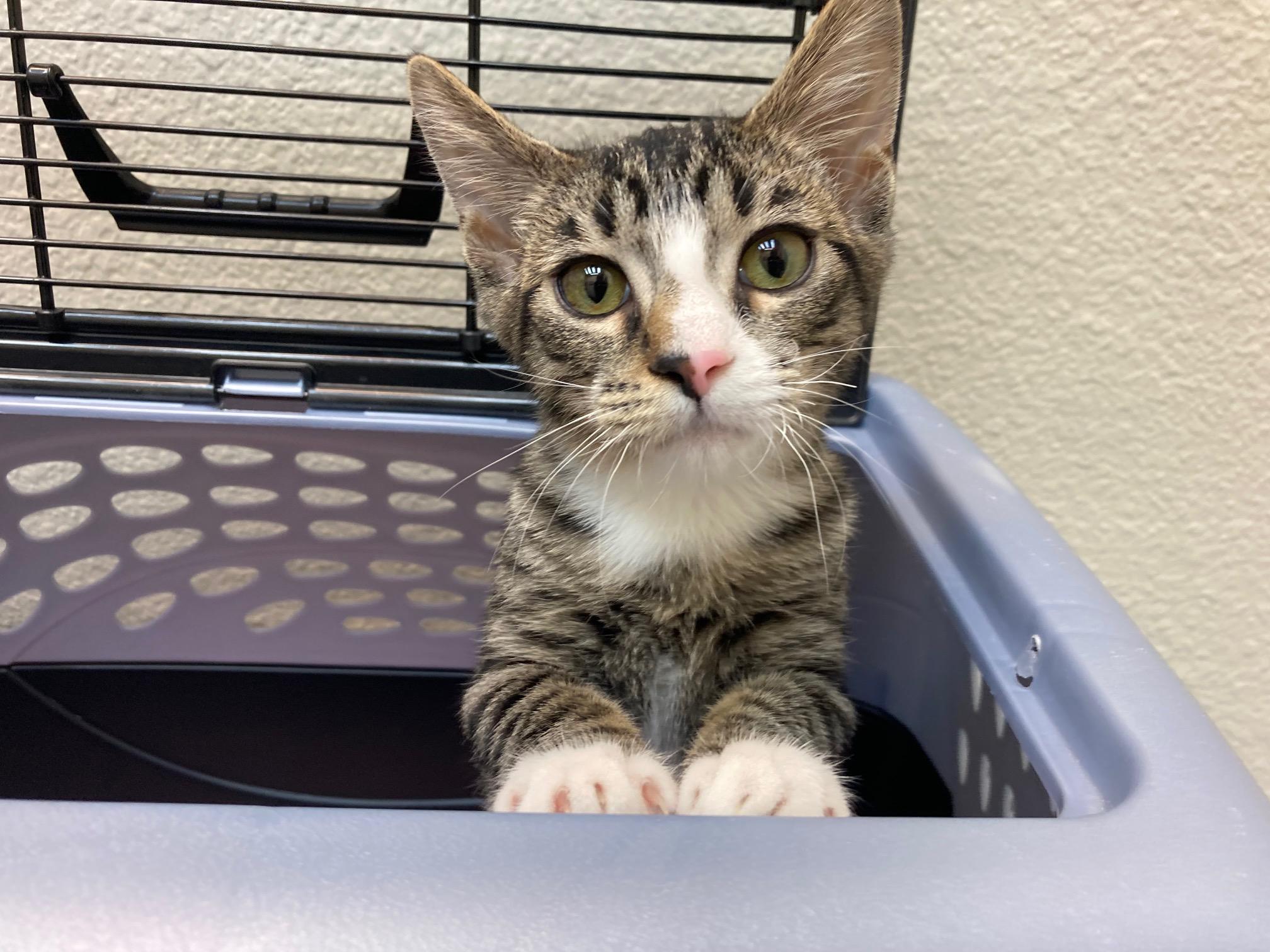 Enlarge Little Miss, a Adopted mixed breed in El Dorado Hills, CA image 2/3