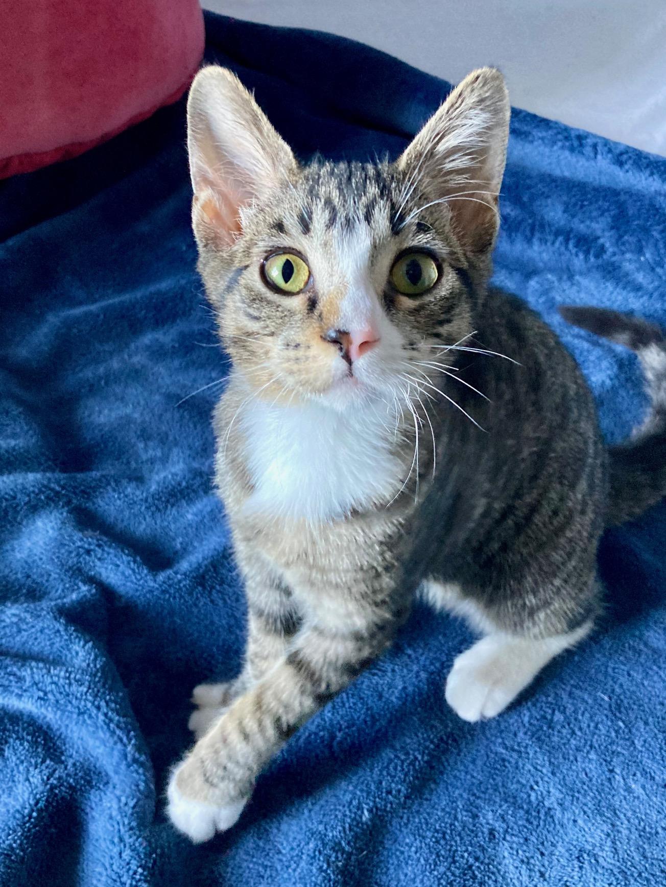 Enlarge Little Miss, a Adopted mixed breed in El Dorado Hills, CA image 3/3