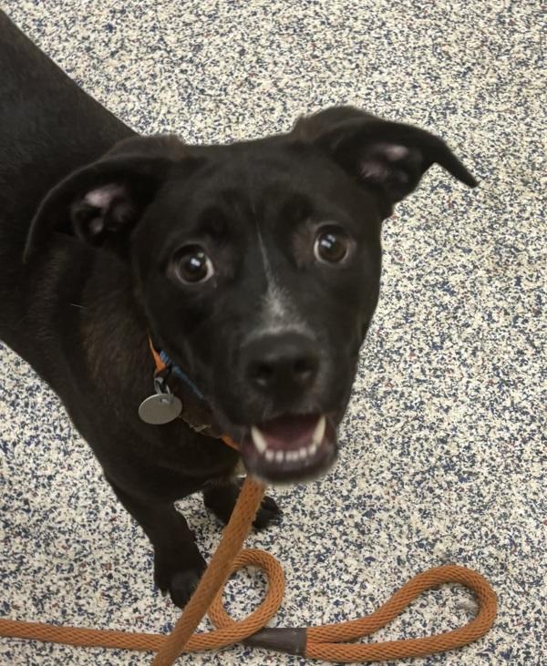 Buster, Adoptable, Young Male Labrador Retriever.