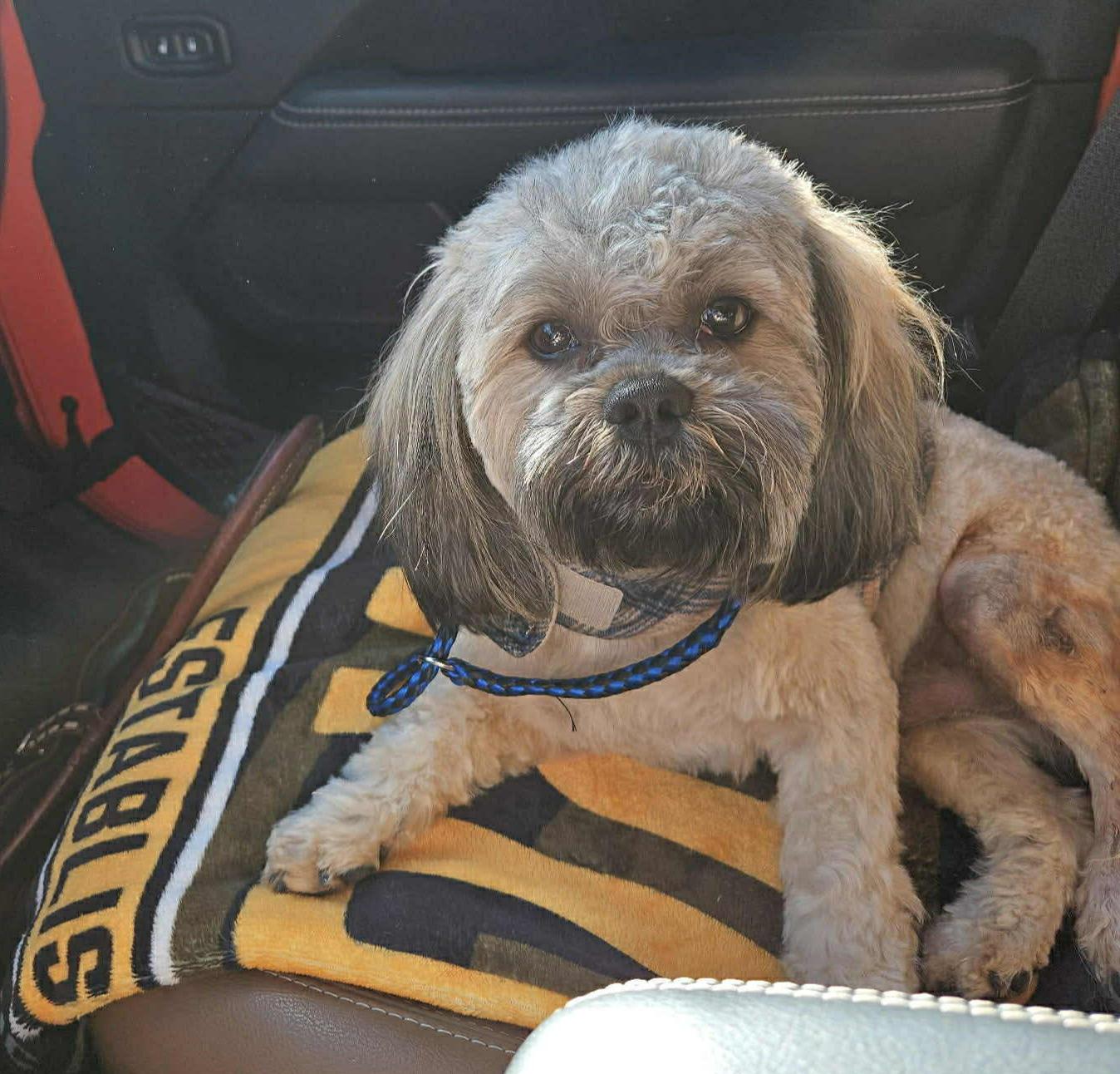 Royal, ADOPTABLE, Adult Female Lhasa Apso.
