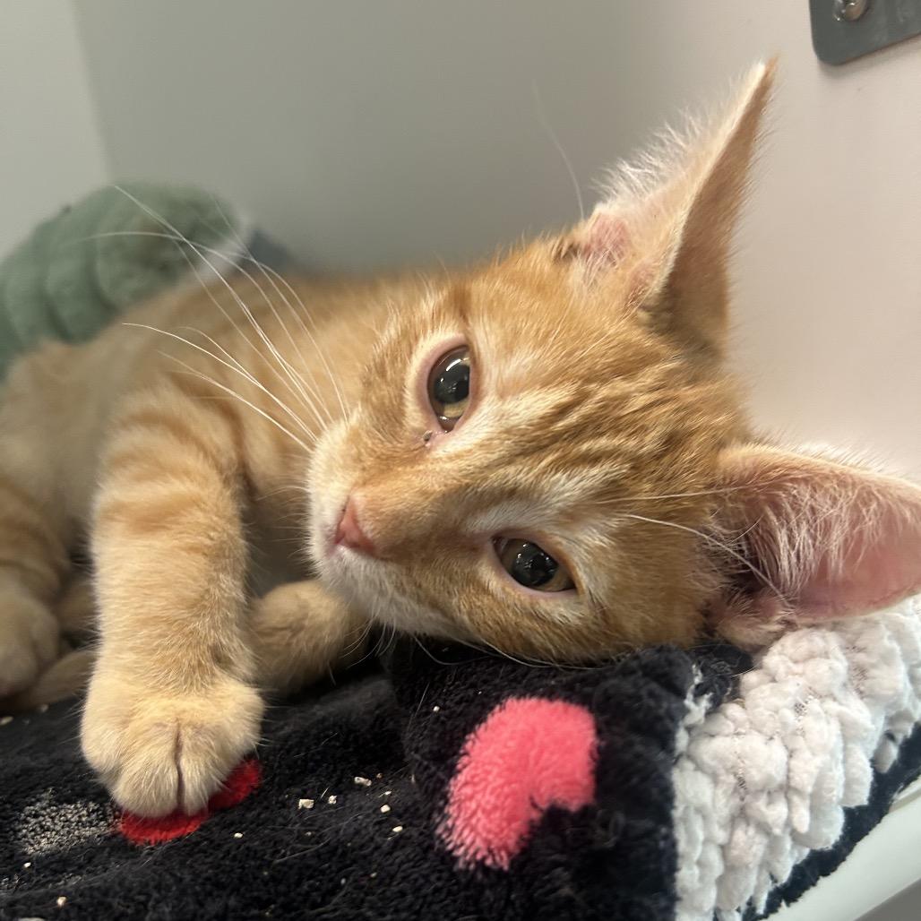 Blaze 2.0, Adoptable, Kitten Male Domestic Long Hair.