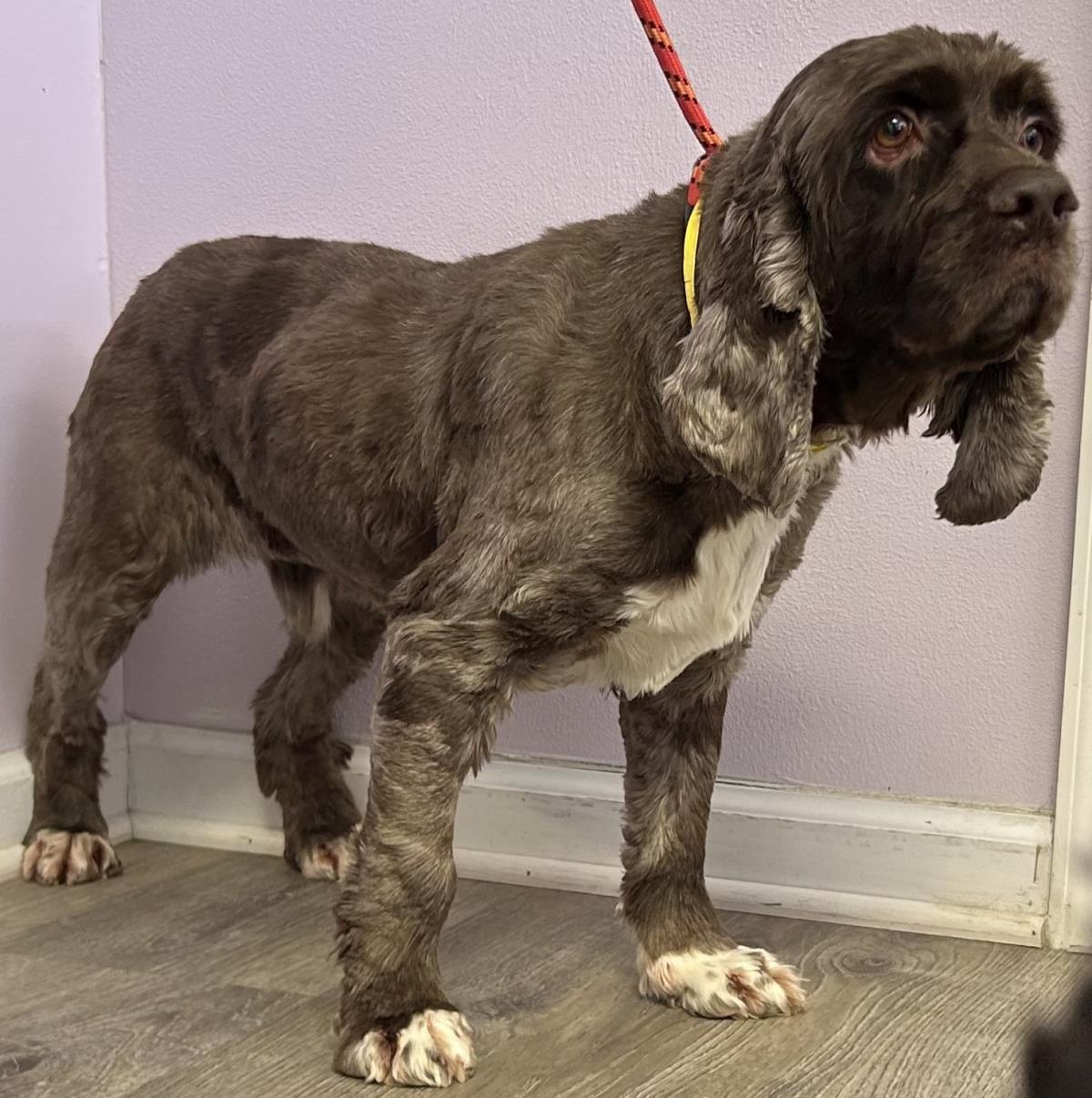 Teddy, Adoptable, Adult Male Cocker Spaniel.