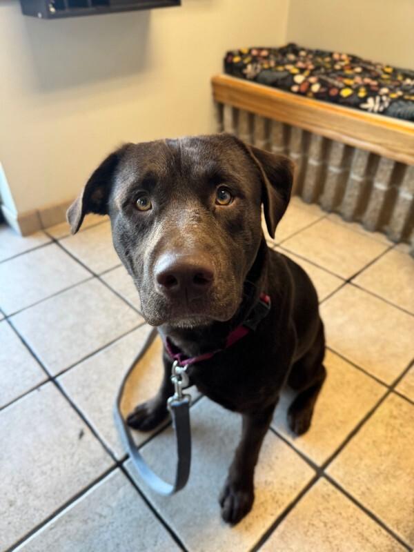 Enlarge Clark, a Adoptable Chocolate Labrador Retriever in Fruit Heights, UT image 1/5