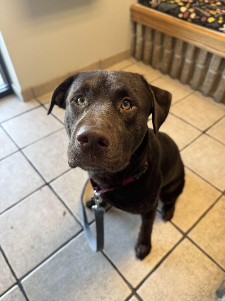 Enlarge Clark, a Adoptable Chocolate Labrador Retriever in Fruit Heights, UT image 2/5