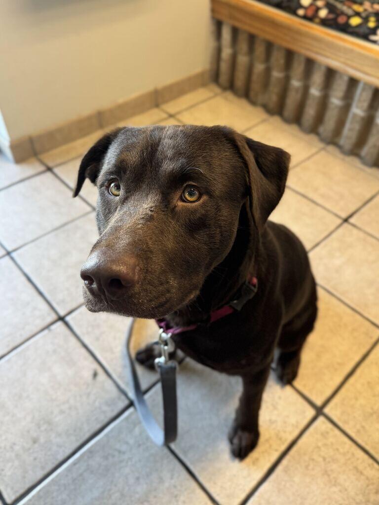 Enlarge Clark, a Adoptable Chocolate Labrador Retriever in Fruit Heights, UT image 3/5