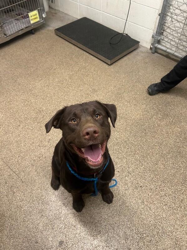Enlarge Clark, a Adoptable Chocolate Labrador Retriever in Fruit Heights, UT image 4/5