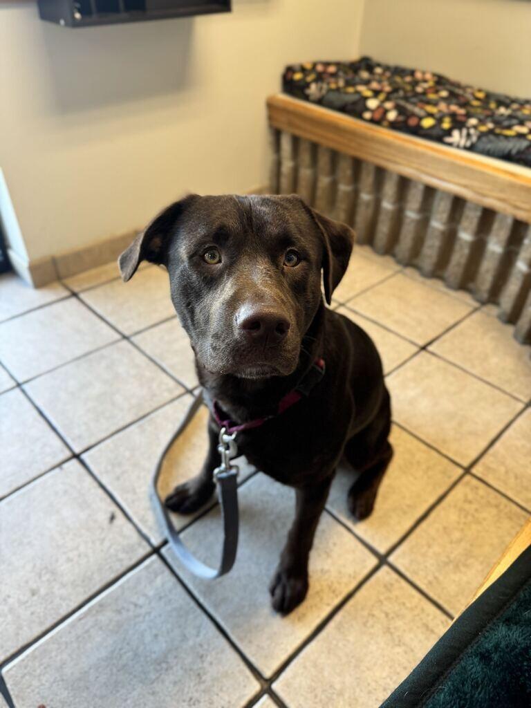 Enlarge Clark, a Adoptable Chocolate Labrador Retriever in Fruit Heights, UT image 5/5