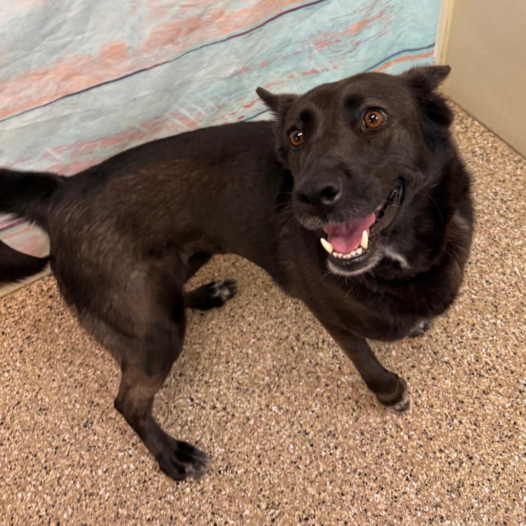 Kerah, Adoptable, Adult Female Mixed Breed & Belgian Shepherd / Malinois.