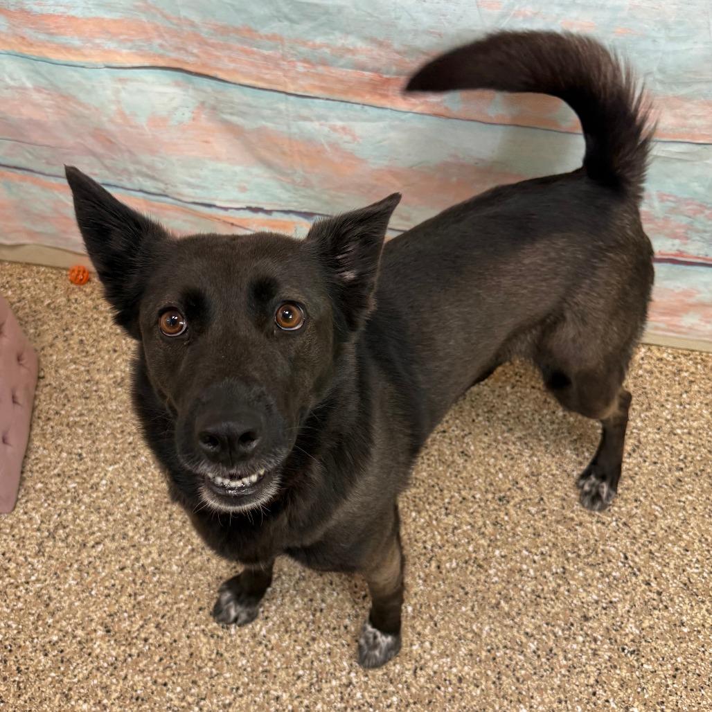 Enlarge Kerah, a Adoptable mixed breed in Cheyenne, WY image 2/6