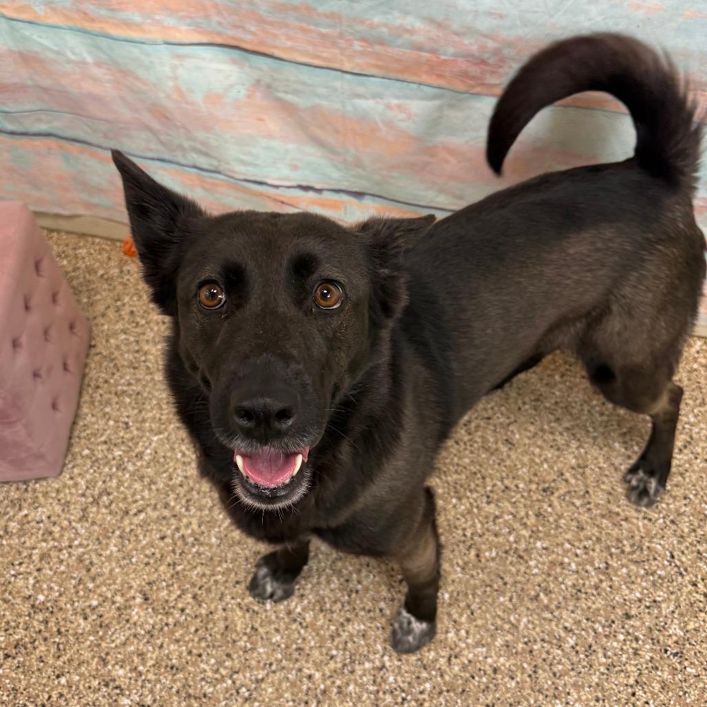 Enlarge Kerah, a Adoptable mixed breed in Cheyenne, WY image 3/6