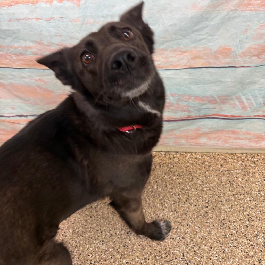 Enlarge Kerah, a Adoptable mixed breed in Cheyenne, WY image 5/6