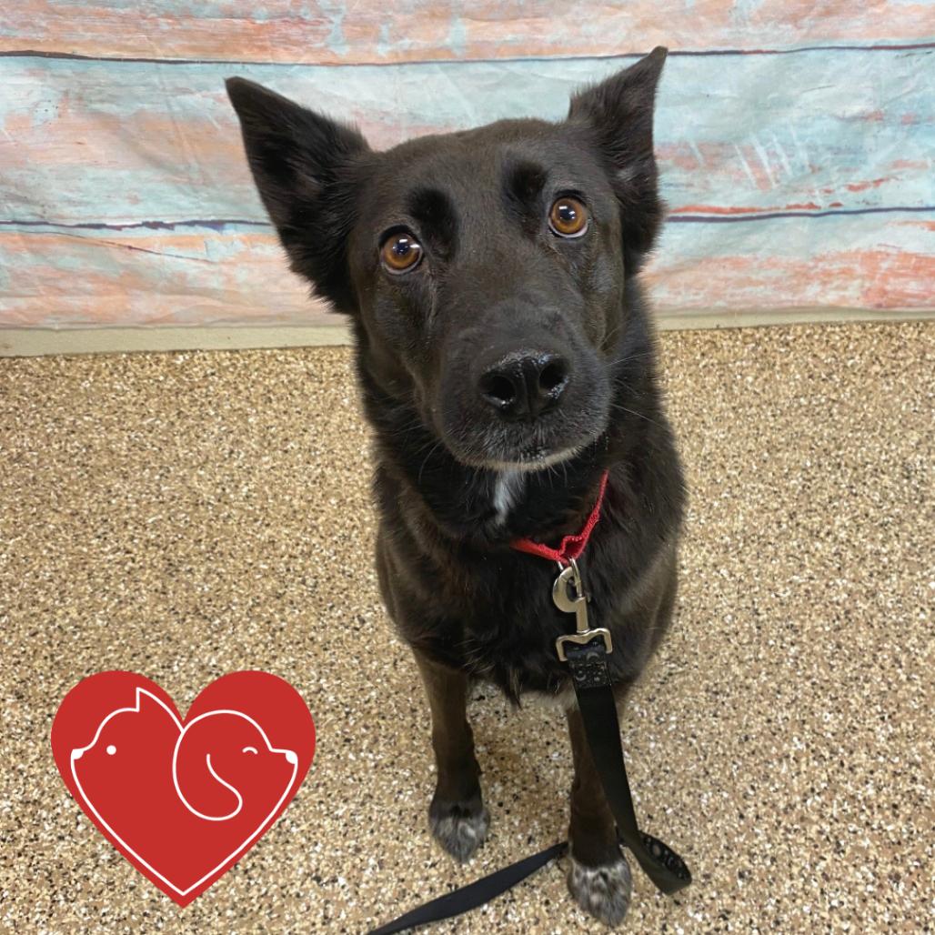 Enlarge Kerah, a Adoptable mixed breed in Cheyenne, WY image 6/6