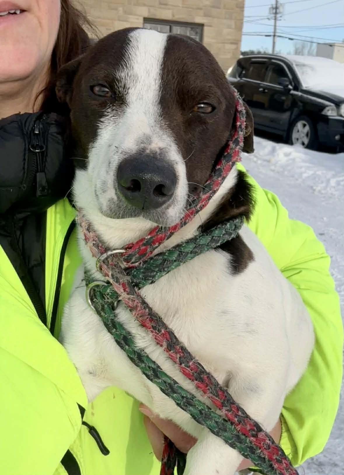 Enlarge Bill, a ADOPTABLE mixed breed in Vaudreuil-Dorion, QC image 3/3