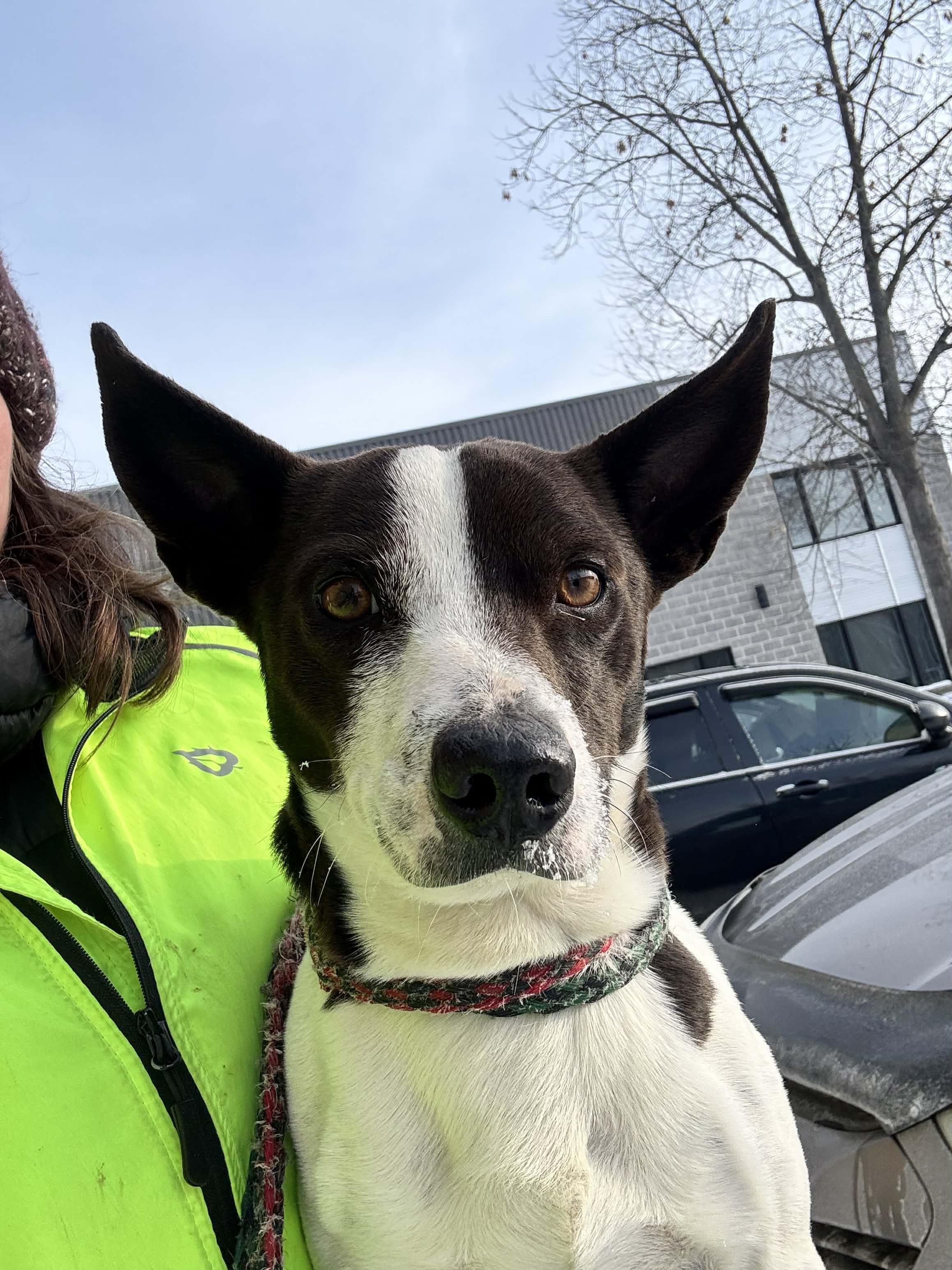 Bill, ADOPTABLE, Adult Male Dachshund & Terrier.