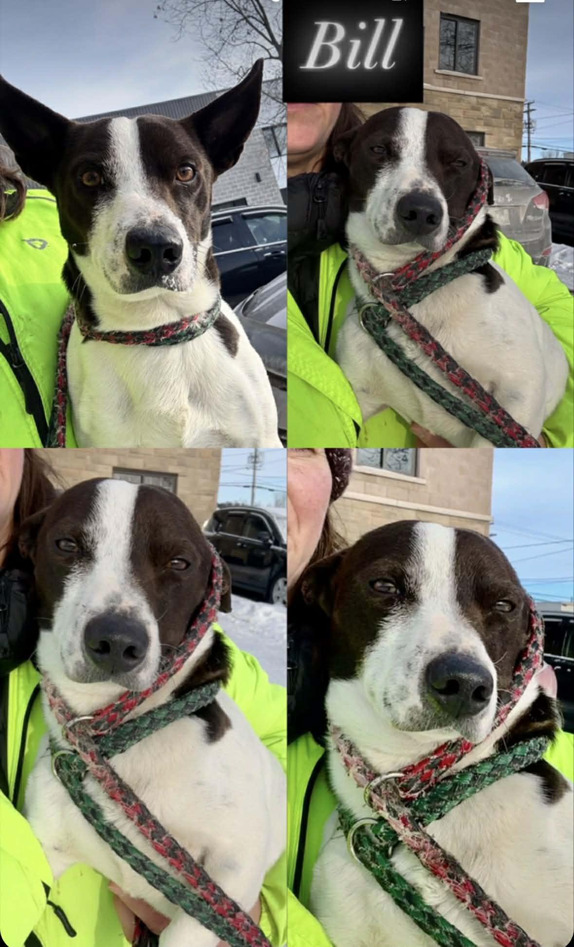 Enlarge Bill, a ADOPTABLE mixed breed in Vaudreuil-Dorion, QC image 2/3