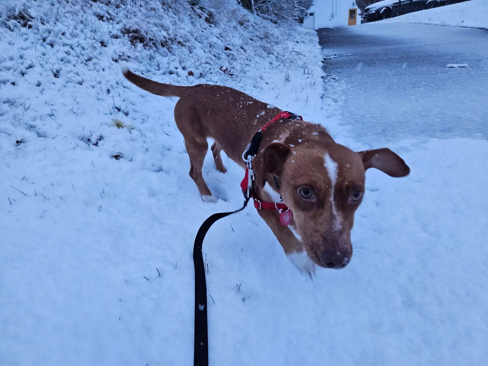 Enlarge Trixie *LOCAL*, a Adoptable Dachshund in Wakefield, RI image 1/3