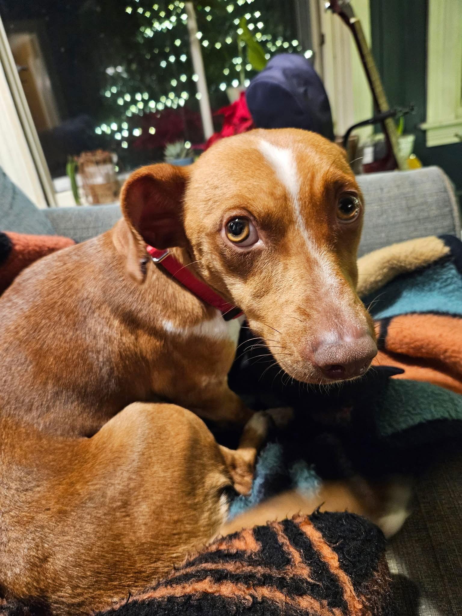 Enlarge Trixie *LOCAL*, a Adoptable Dachshund in Wakefield, RI image 2/3