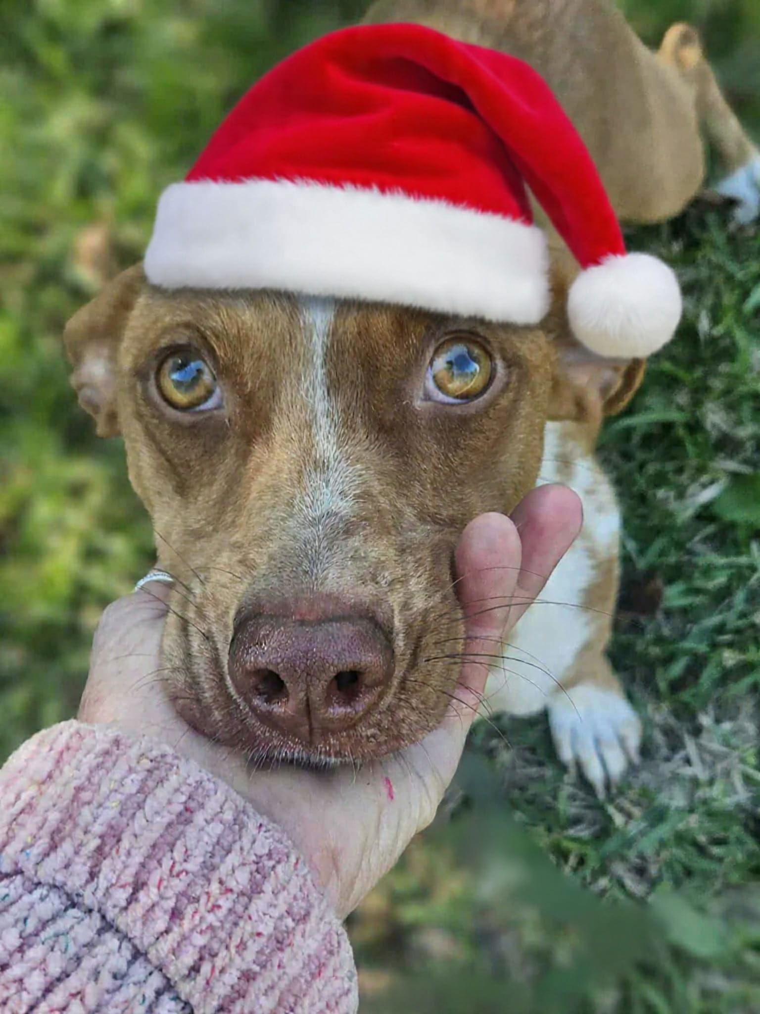 Enlarge Trixie *LOCAL*, a Adoptable Dachshund in Wakefield, RI image 3/3