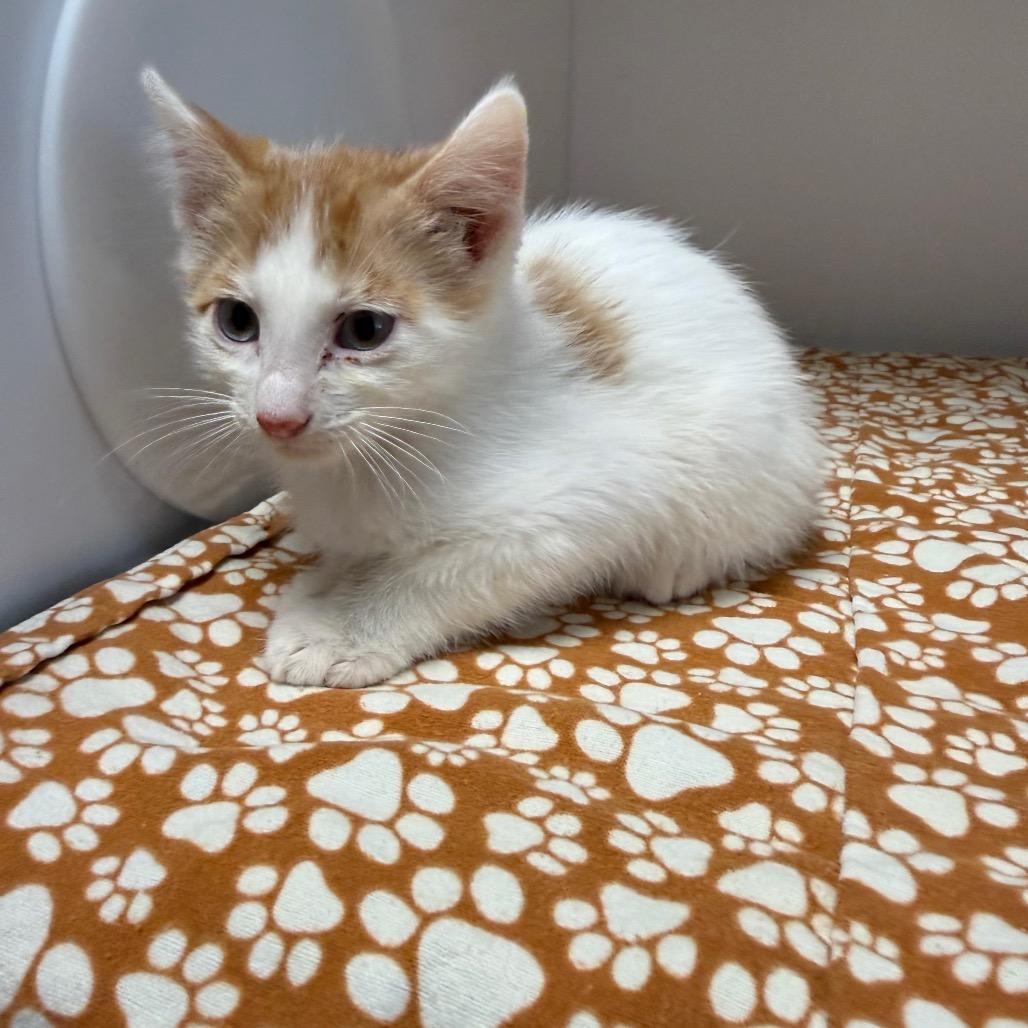 Enlarge kitten 5, a Adoptable Domestic Medium Hair in Fulton, MO image 1/3