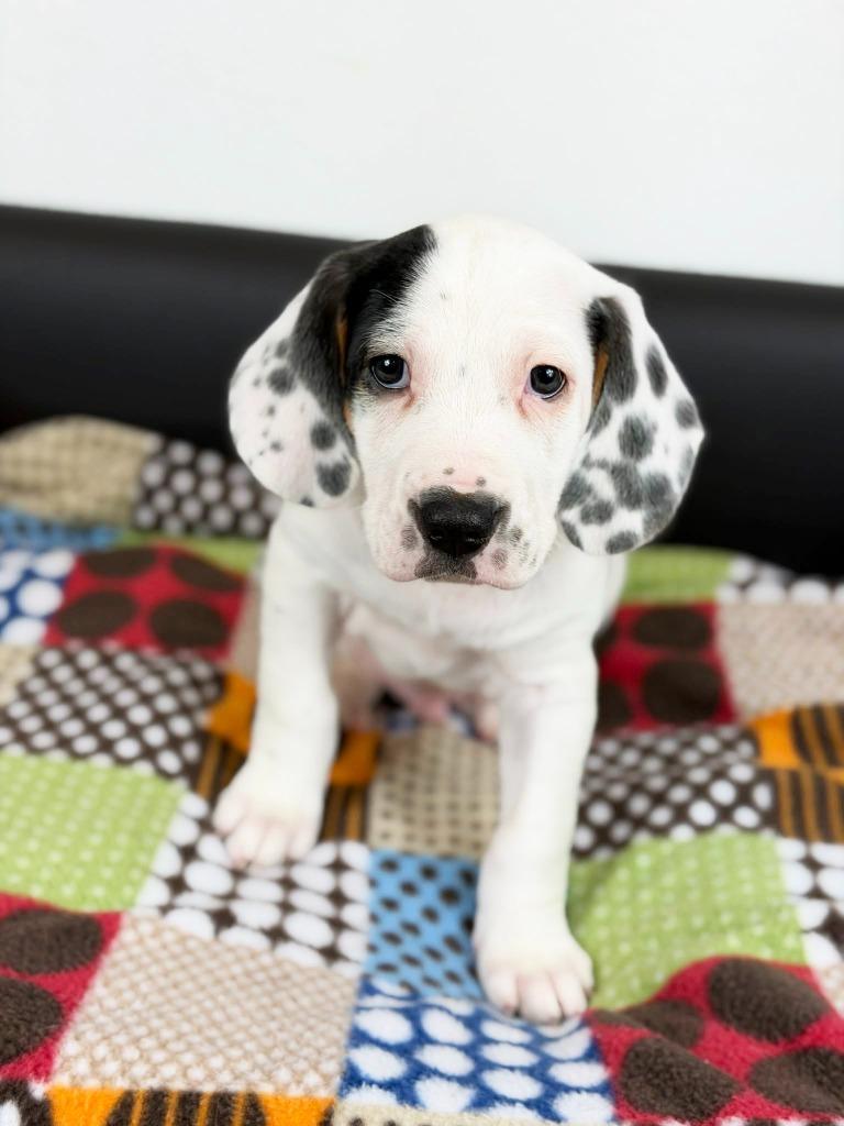 Retro Toy Litter Tonka