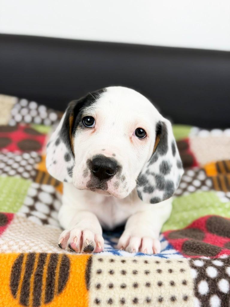 Retro Toy Litter Tonka thumbnail 2