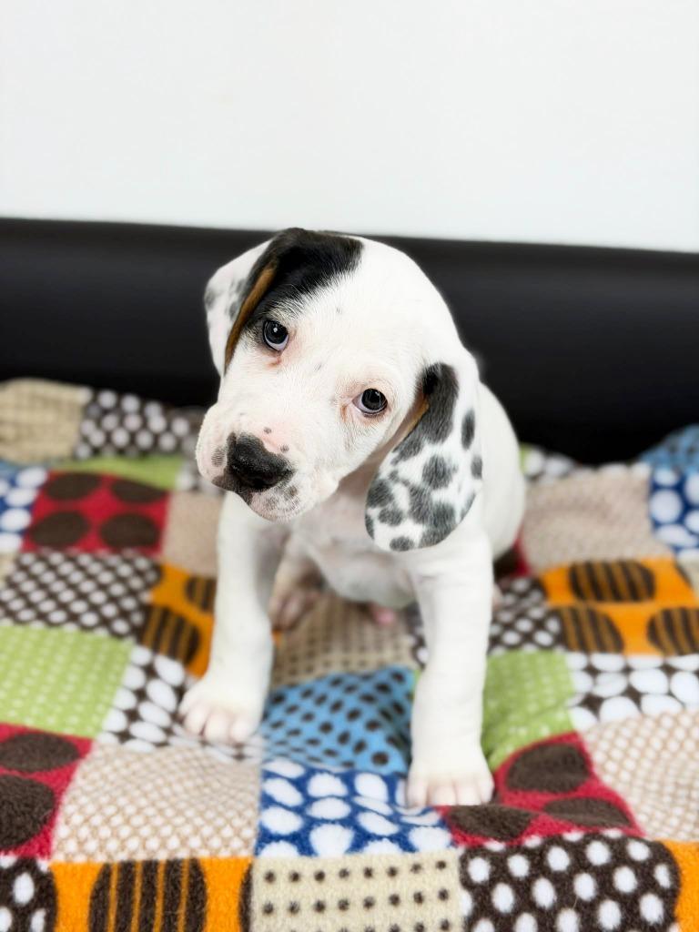 Retro Toy Litter Tonka thumbnail 3