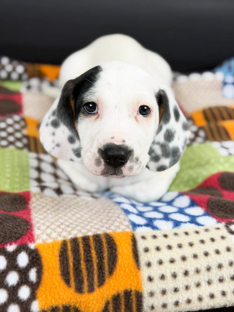 Retro Toy Litter Tonka thumbnail 4