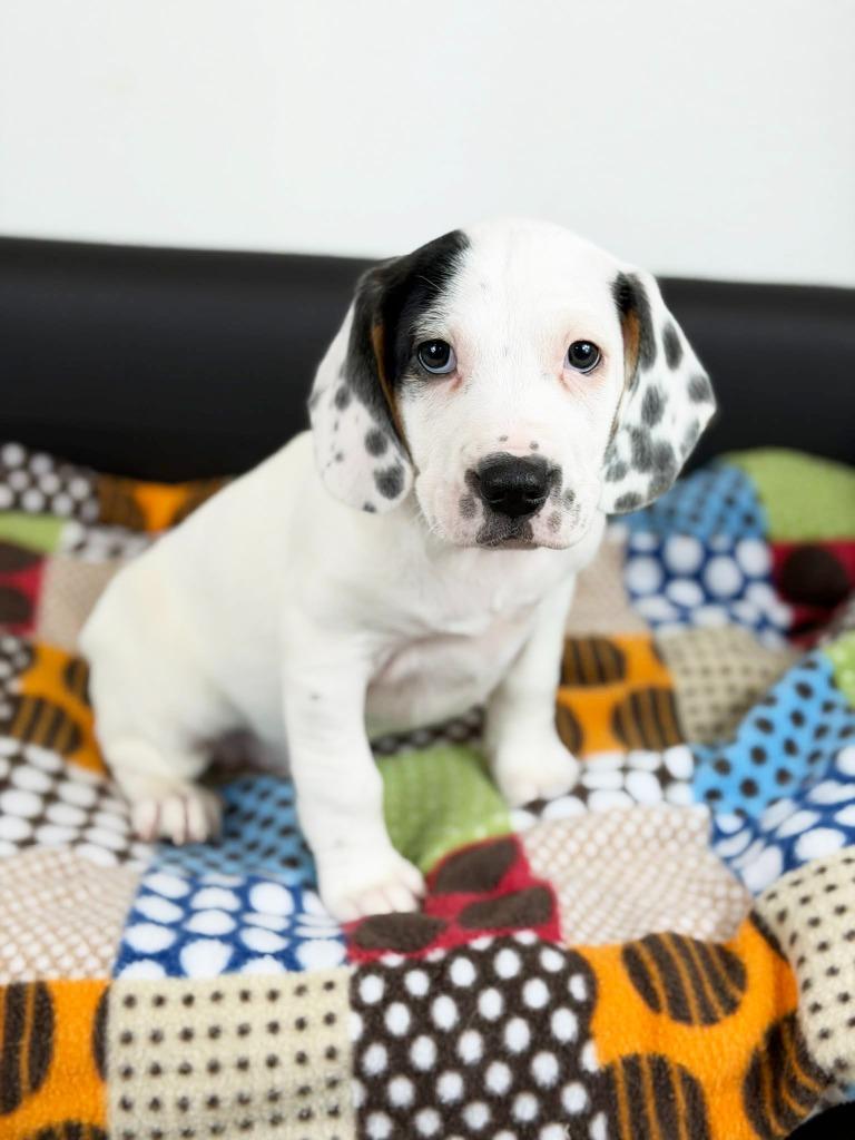 Retro Toy Litter Tonka thumbnail 5