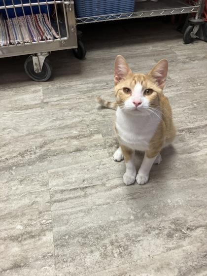 Baxter, Adoptable, Adult Male Domestic Short Hair & Domestic Short Hair.