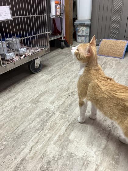 Enlarge Baxter, a Adoptable mixed breed in Fergus Falls, MN image 2/2