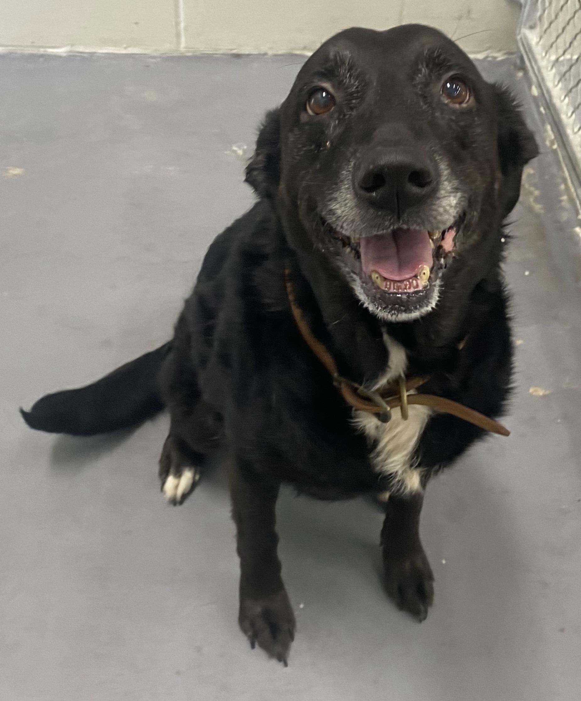 Lucy, Senior Female Black Labrador Retriever