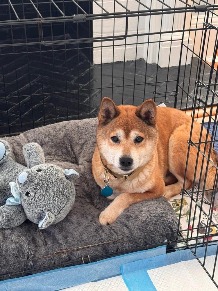 Sami The Shiba thumbnail 2