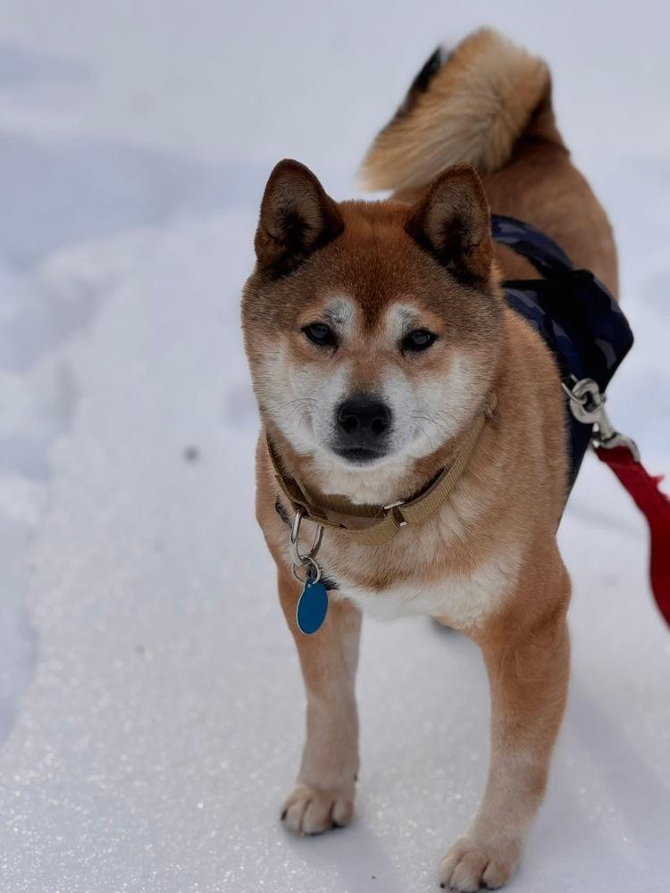 Sami The Shiba thumbnail 3