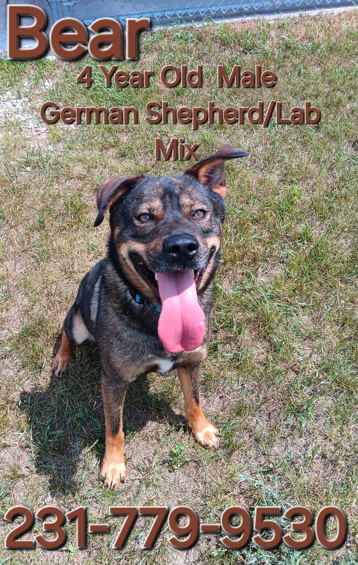 BEAR, an adoptable German Shepherd Dog, Labrador Retriever in Cadillac, MI, 49601 | Photo Image 1