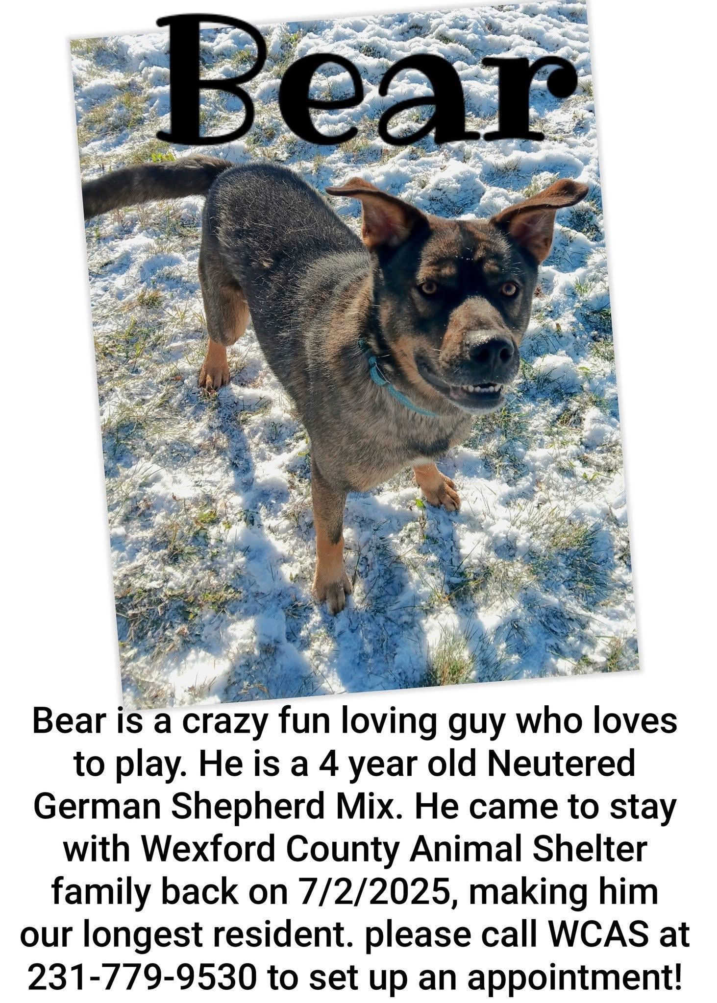 BEAR, an adoptable German Shepherd Dog, Labrador Retriever in Cadillac, MI, 49601 | Photo Image 4