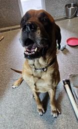 Brinks, an adoptable Mastiff in Hamilton, MT, 59840 | Photo Image 1