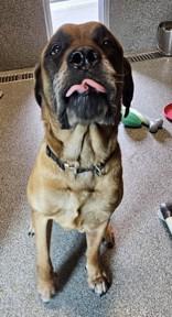 Brinks, an adoptable Mastiff in Hamilton, MT, 59840 | Photo Image 3