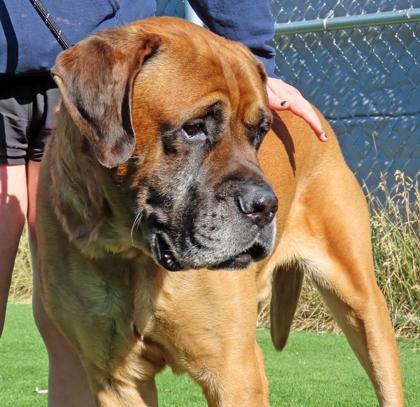 Brinks, an adoptable Mastiff in Hamilton, MT, 59840 | Photo Image 4