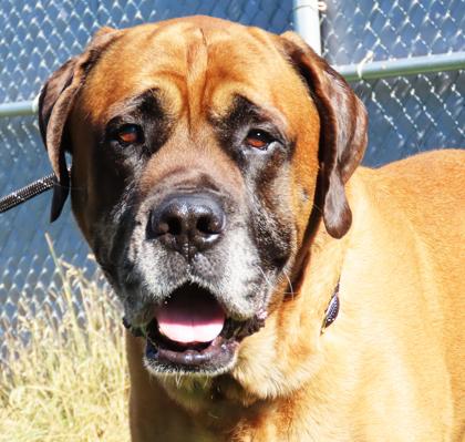 Brinks, an adoptable Mastiff in Hamilton, MT, 59840 | Photo Image 1